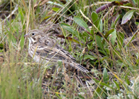 Vesper Sparrow 4024